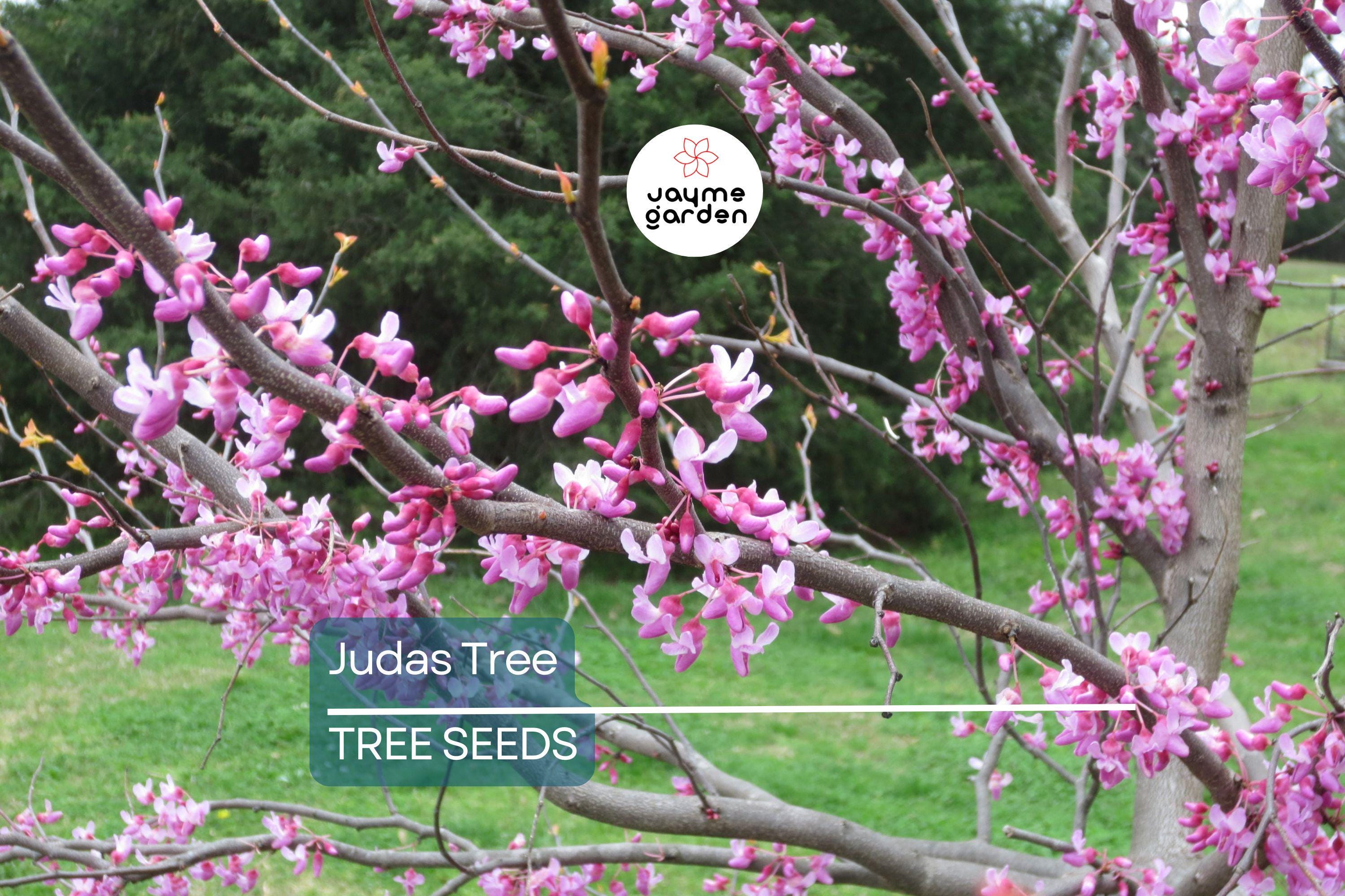 20 Judas Tree Seeds (Cercis siliquastrum) – Mediterranean Redbud, Fast-Growing & Hardy