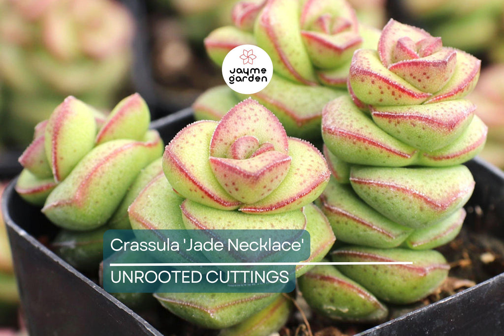 Crassula 'Jade Necklace' Rare Succulent Plant - Easy Care, 8" Tall, Perfect for Terrariums & Gifts, Star-Shaped Winter Flowers