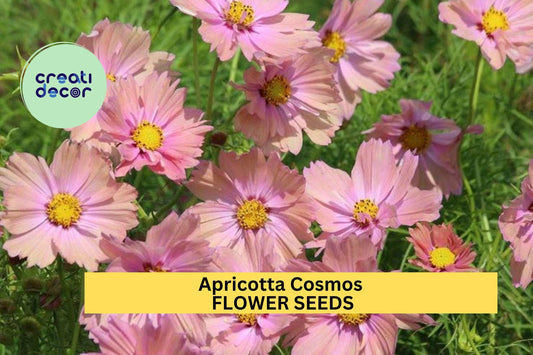 Apricotta Cosmos Seeds – 200+ Apricot-Peach Blooms – Romantic Garden Flower for Bouquets, Cottage Borders, Pollinators & Summer Beds – USA