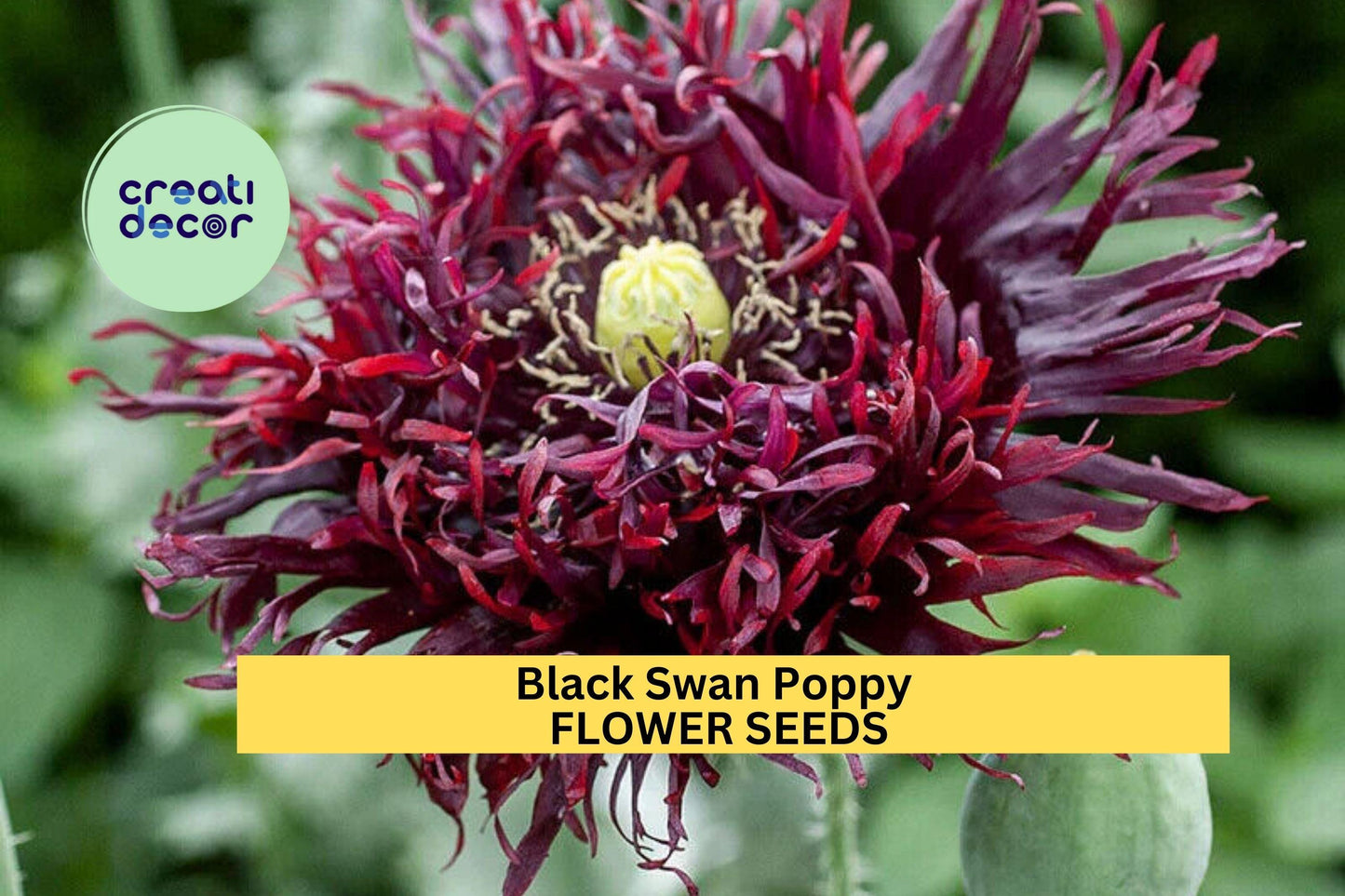 200+ Black Swan Poppy Seeds – Deep Burgundy Ruffled Blooms for Garden Planting, Elegant Cottage Garden Annuals – USA
