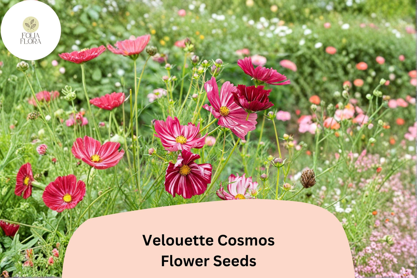 200+ Velouette Cosmos Seeds | Cosmos bipinnatus Red & White Blooms | Unique Annual Flower Seeds for Garden