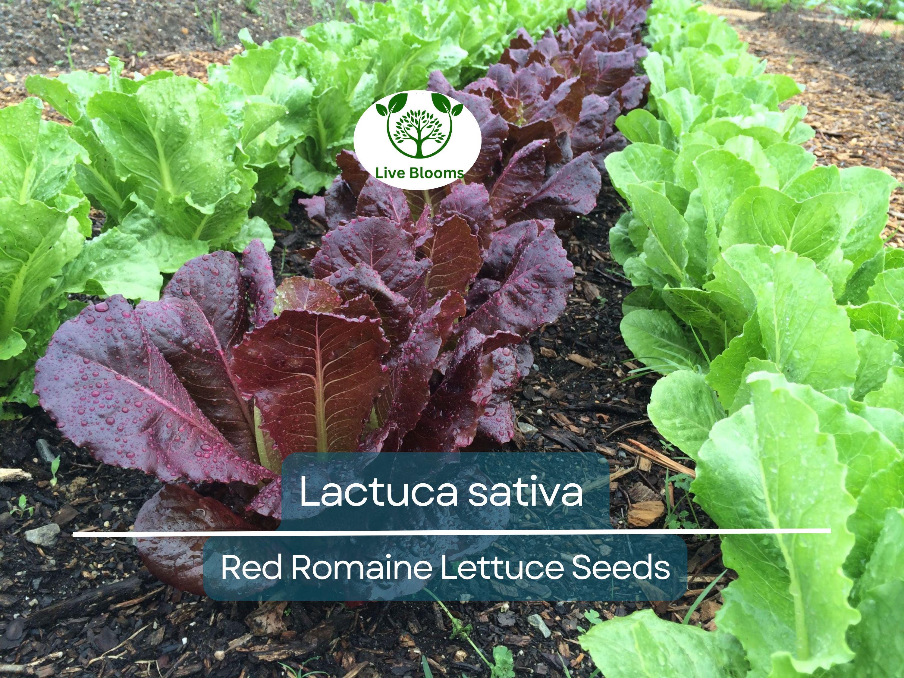 700 Seeds Red Romaine Lettuce – Lactuca sativa | Heirloom Lettuce Seeds for Planting, Gardening & Fresh, Vibrant Harvests