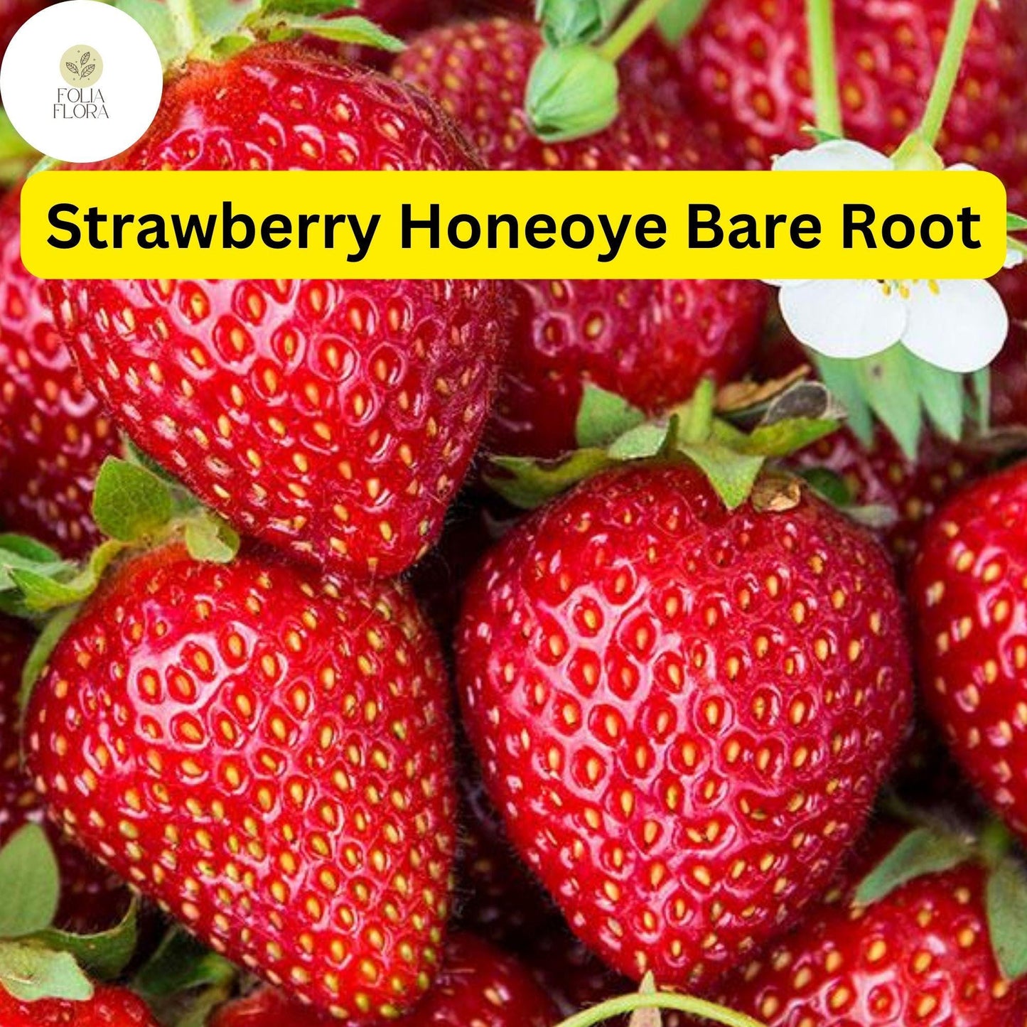 Honeoye Strawberry Plants - 12 Bare Root Sweet Berry Plants for Zones 4-9 - High-Yield & Juicy Fruit