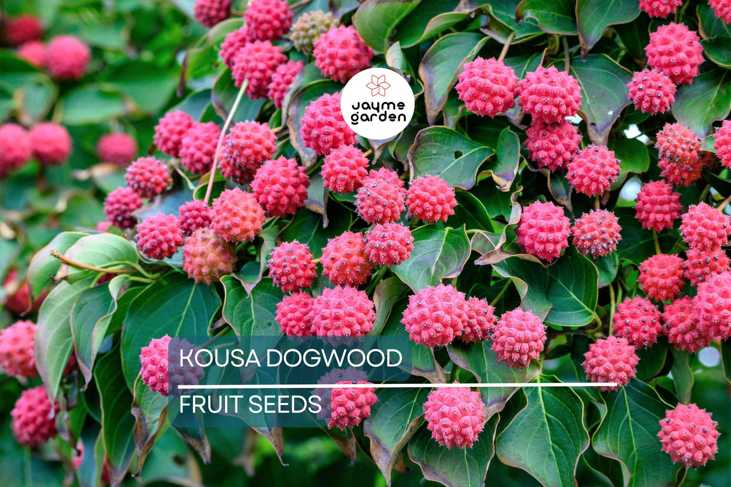 5 Kousa Dogwood Tree Seeds (Cornus kousa) – Milky Way, White Flowers, Red Fruit, Hardy 15-30ft