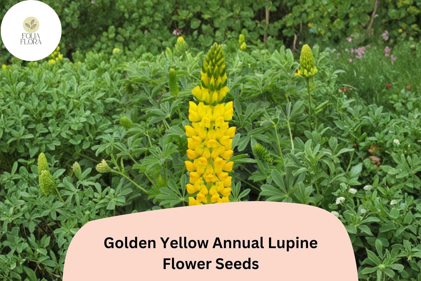 25+ Golden Yellow Annual Lupine Seeds | Lupinus densiflorus | Bright Yellow Blooms | Easy Garden Flowers
