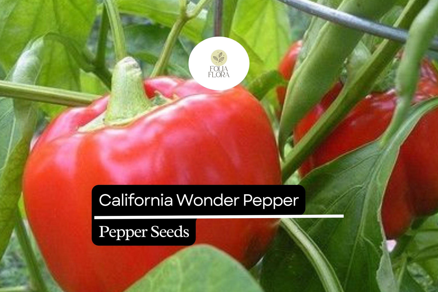 25 California Wonder Pepper Seeds – Capsicum annuum – Heirloom, Sweet & Crisp, High-Yielding