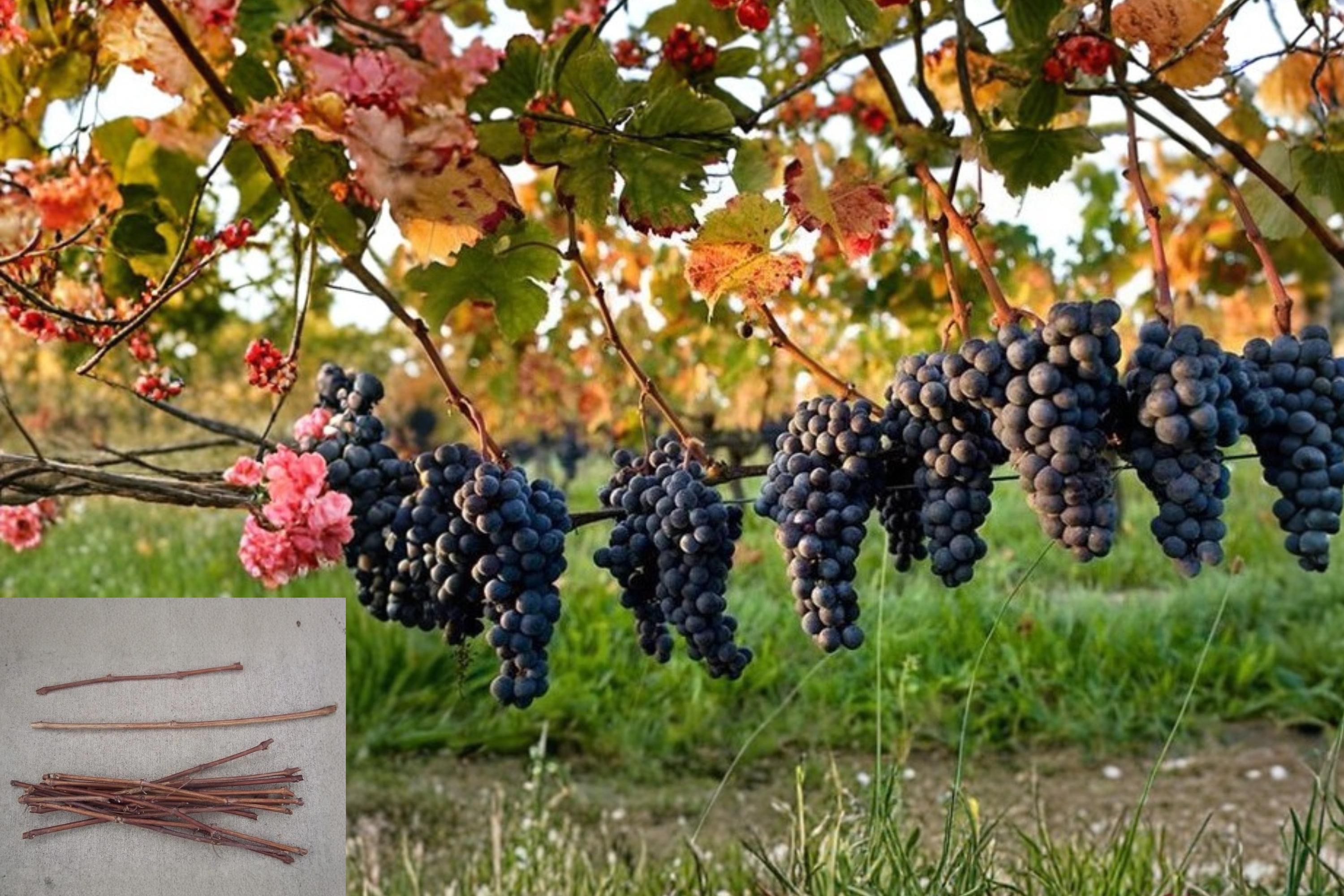 Assorted Grape Vine 45 Cuttings (Vitis spp.) Unrooted Mixed Variety Scions