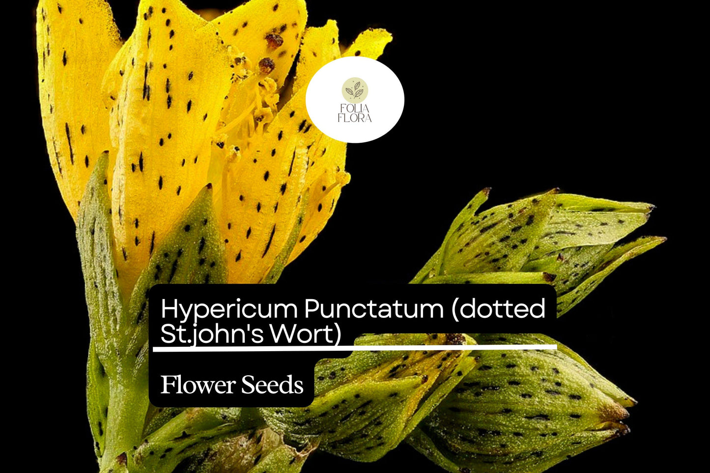 50mg Hypericum Punctatum Seeds, Dotted St. John's Wort, Native Wildflower for Pollinators