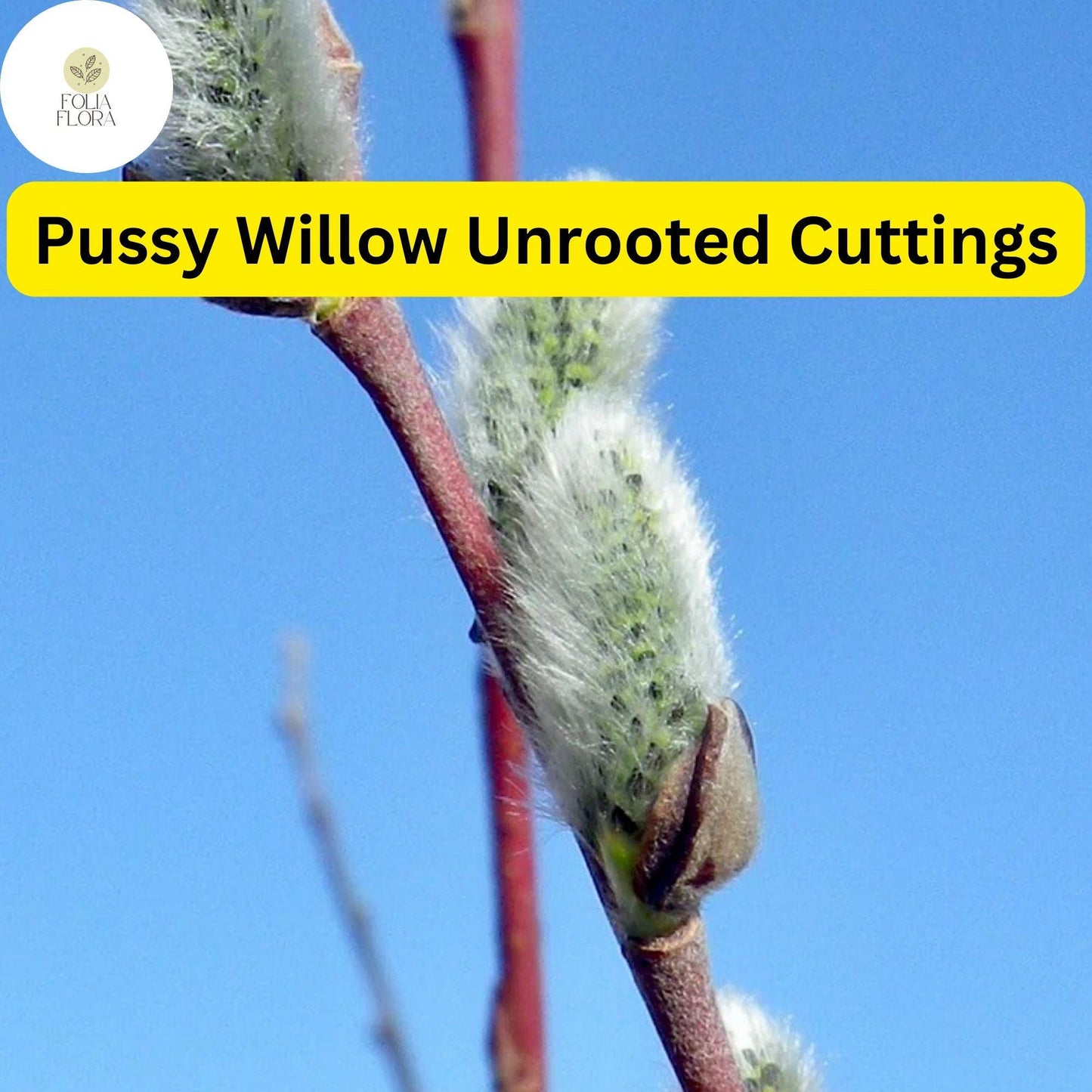 10 Fresh Pussy Willow Unrooted Cuttings - Easy to Root Salix Discolor