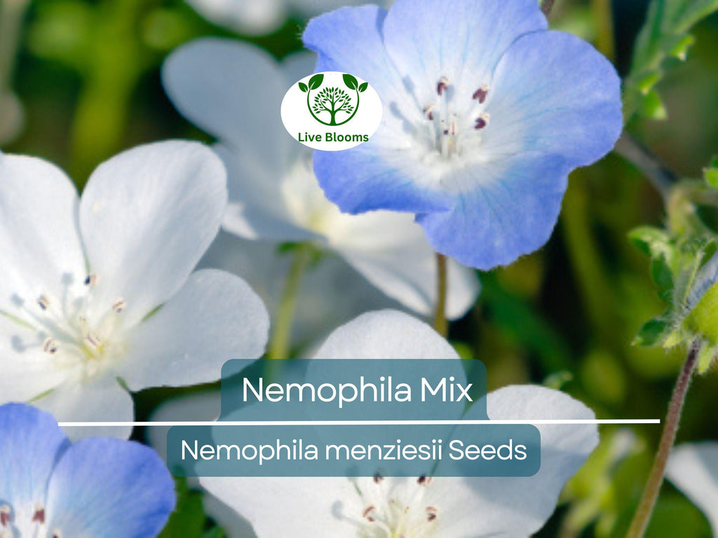 500 Seeds Nemophila Mixed Colors, Non-GMO, Short 4-6" Spring Bloomer, Vibrant Flowers, Easy to Grow, Pollinator-Friendly, Garden, Annual