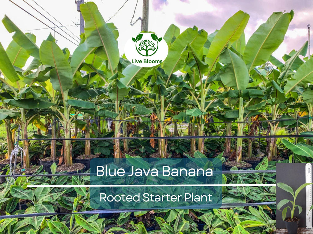 1 Musa Ice Cream (Blue Java) Banana Tree - Small Live Rooted Starter Plant, Tropical Blue Bananas, Unique Fruit, Home Garden or Containers