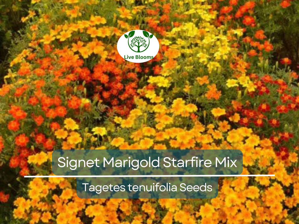 200 Seeds Signet Marigold Starfire Mix, 12" Beneficial Flower, Non-GMO, Vibrant Garden Blooms, Perfect for Cutting Garden, Easy to Grow