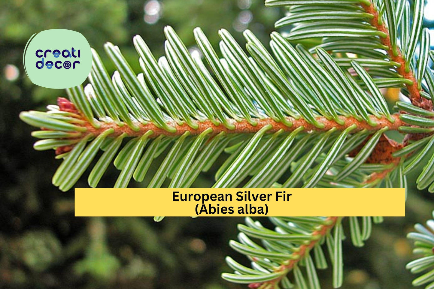 European Silver Fir Seeds (Abies alba) – 10 Hardy Tree Seeds | Evergreen Conifer | Cold Climate | Ornamental Christmas Tree