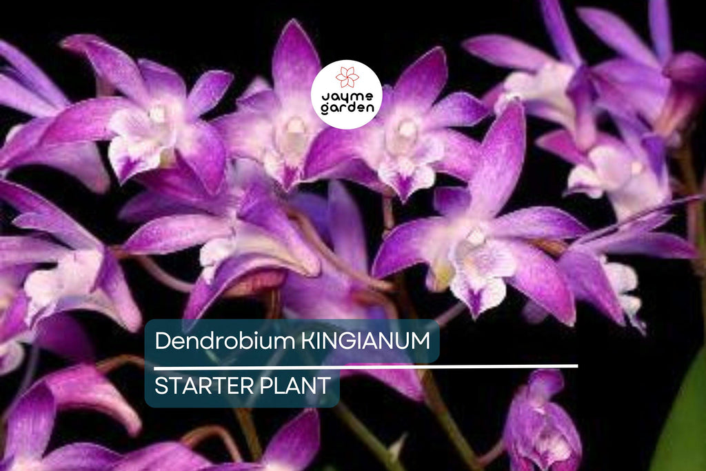 Dendrobium kingianum Orchid | Fragrant Pink Miniature Flower | 5-Inch Bare Root Starter Plant | Easy to Grow for Beginners
