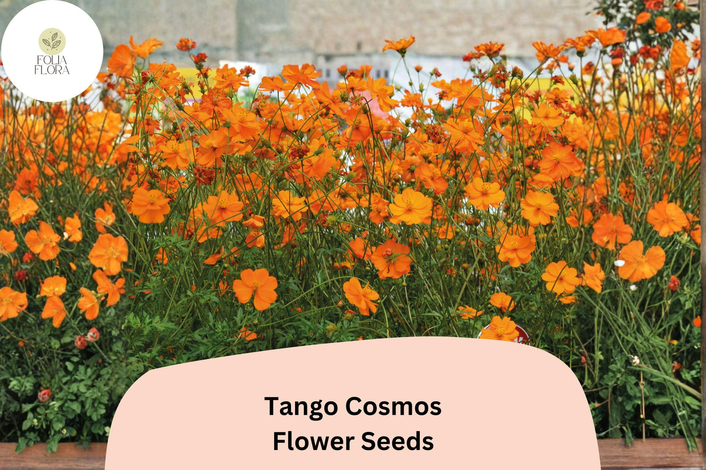 200+ Tango Cosmos Seeds | Cosmos sulphureus Fiery Orange Blooms | Hardy Annual Flower Seeds for Garden