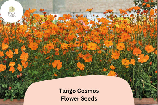 200+ Tango Cosmos Seeds | Cosmos sulphureus Fiery Orange Blooms | Hardy Annual Flower Seeds for Garden