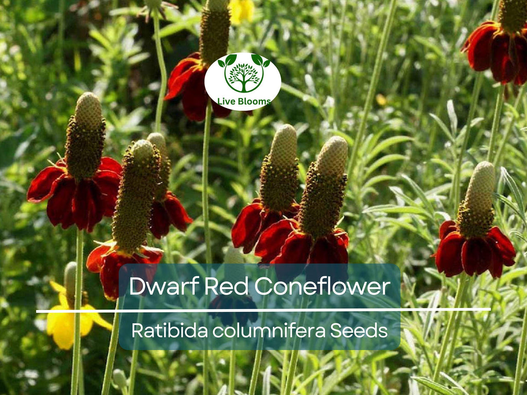 500 Seeds Dwarf Red Coneflower Perennial, Non-GMO, Pollinator-Friendly, Meadow Wildflower, Ratibida columnifera