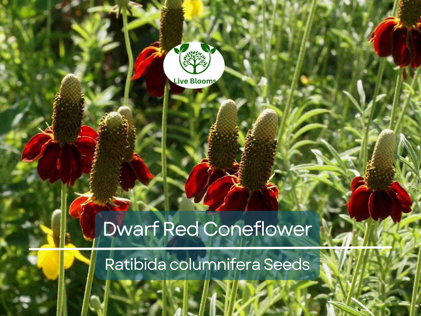 500 Seeds Dwarf Red Coneflower Perennial, Non-GMO, Pollinator-Friendly, Meadow Wildflower, Ratibida columnifera