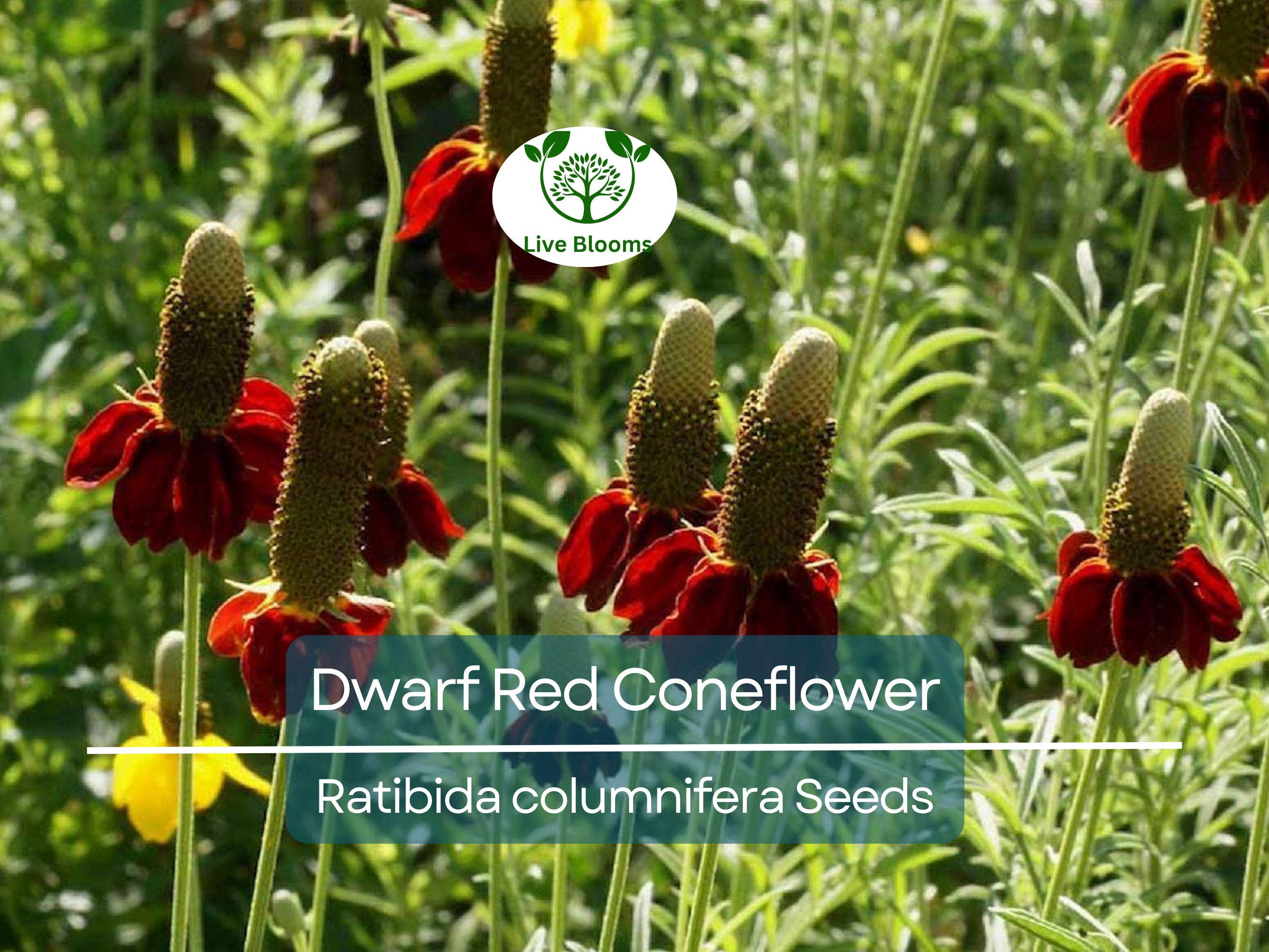 500 Seeds Dwarf Red Coneflower Perennial, Non-GMO, Pollinator-Friendly, Meadow Wildflower, Ratibida columnifera