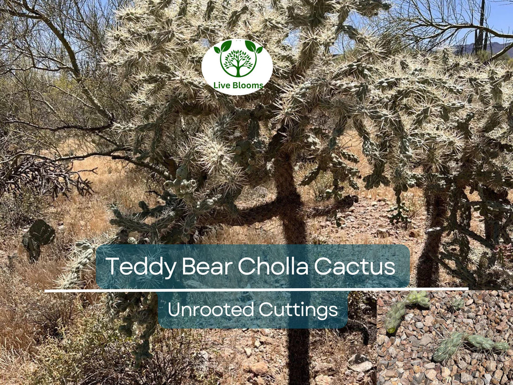 5 Cylindropuntia Fulgida Teddy Bear Cholla Cactus Cuttings - Unique Prickly Pear Cactus Segments for Propagation & Desert Gardens