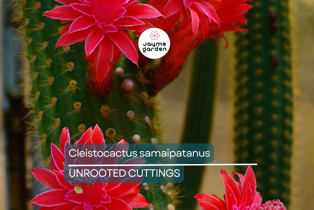 Cleistocactus samaipatanus Cutting, Flowering Cactus, 5" Tip Cutting - Easy to Grow