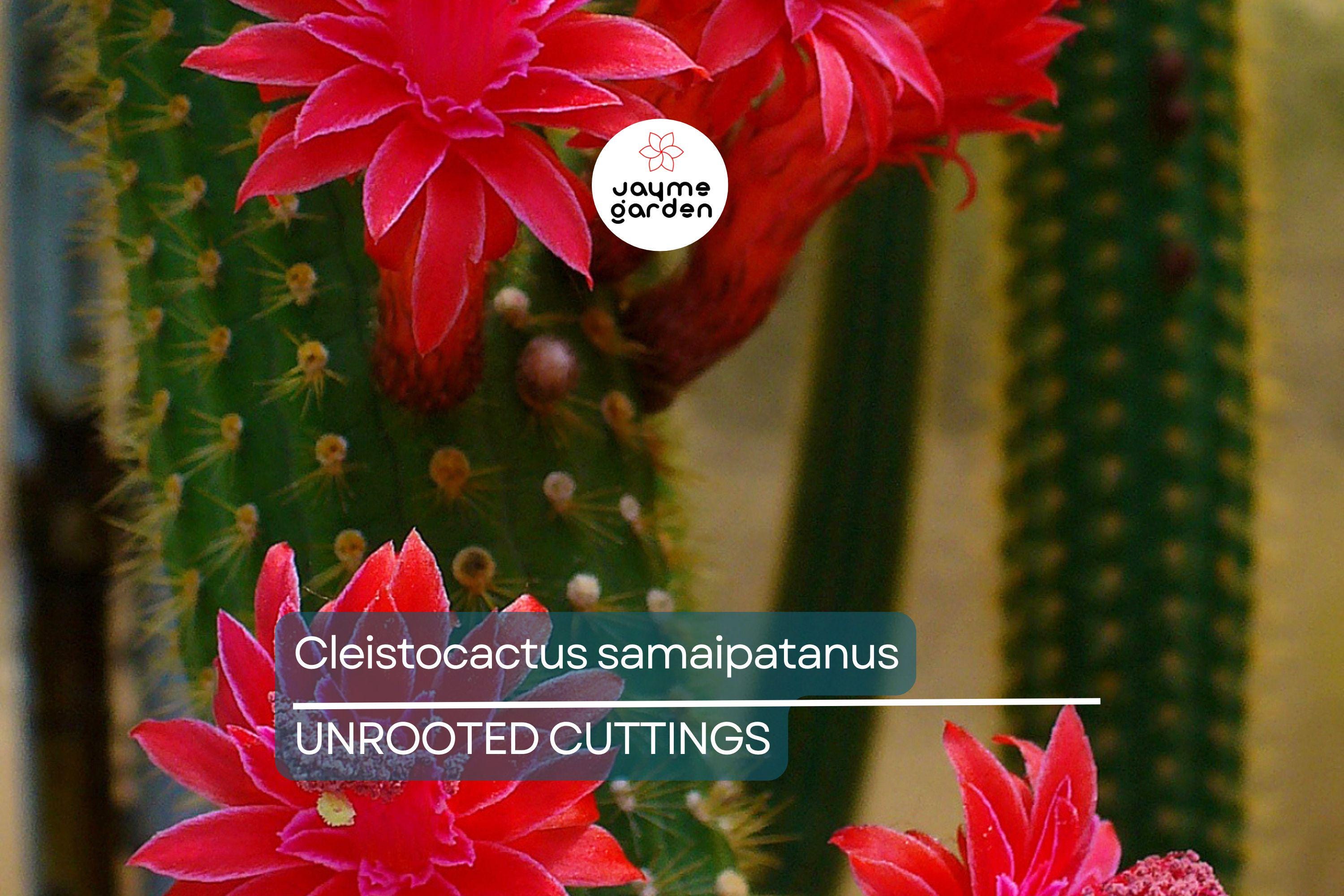 Cleistocactus samaipatanus Cutting, Flowering Cactus, 5" Tip Cutting - Easy to Grow