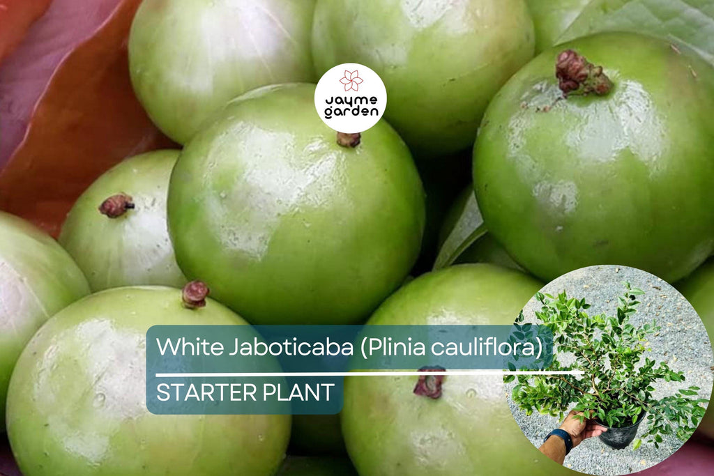 White Jaboticaba Starter Plant (Plinia cauliflora) Unique Tropical Fruit Tree Live Plant 8”-15” | Sweet & Exotic Garden Addition