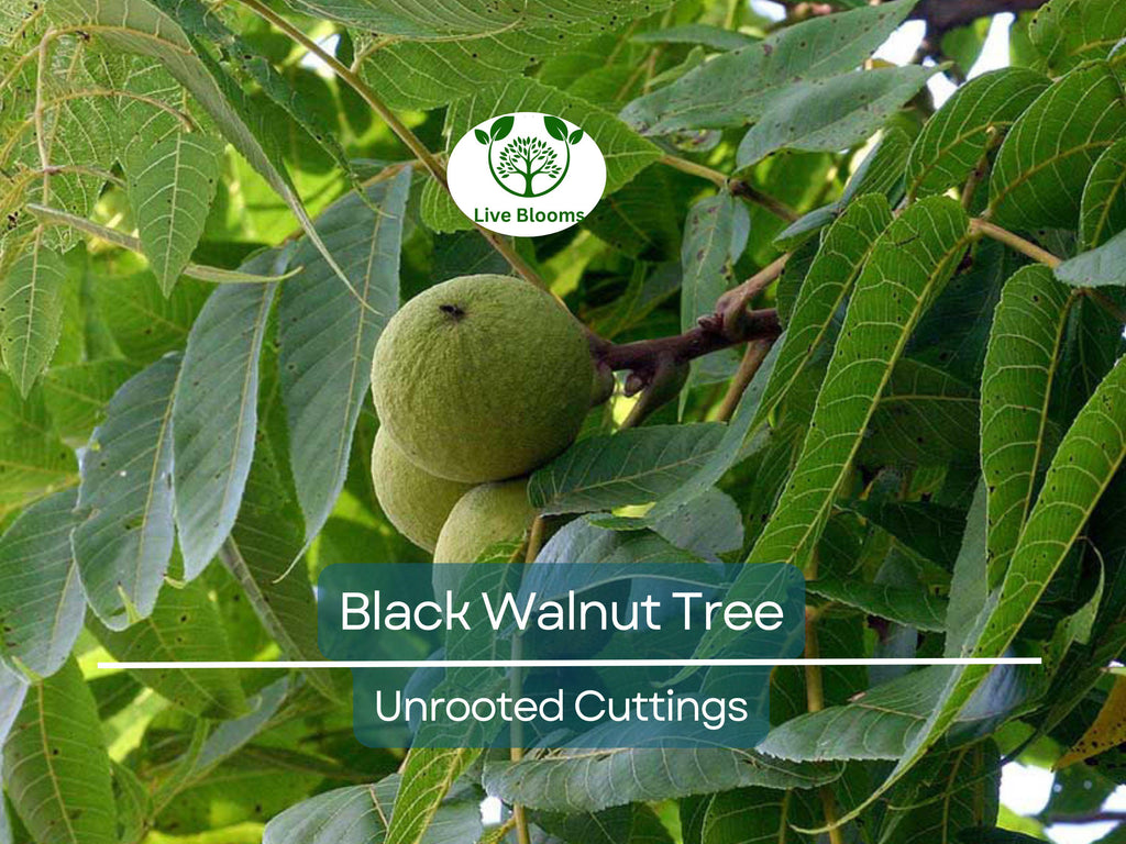 16 Black Walnut Tree Unrooted Cuttings - Juglans Nigra, Edible Nut, Wildlife-Friendly, Propagation Cuttings for Growing, Hardy Tree Scions