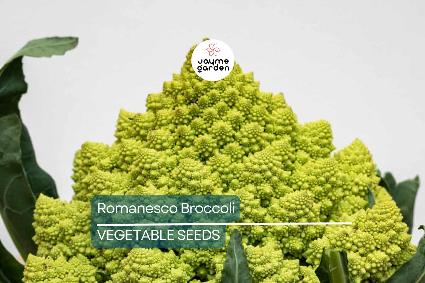 1,000 Romanesco Broccoli Seeds – Non-GMO Heirloom, Unique Fractal Shape, USA Seller, Free Shipping
