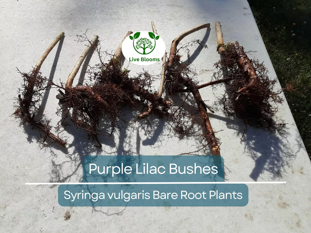 5 Purple Lilac Bushes – Bare Root Shrubs – Fragrant Spring Blooms, Heirloom Flowering Plants for Borders or Hedges