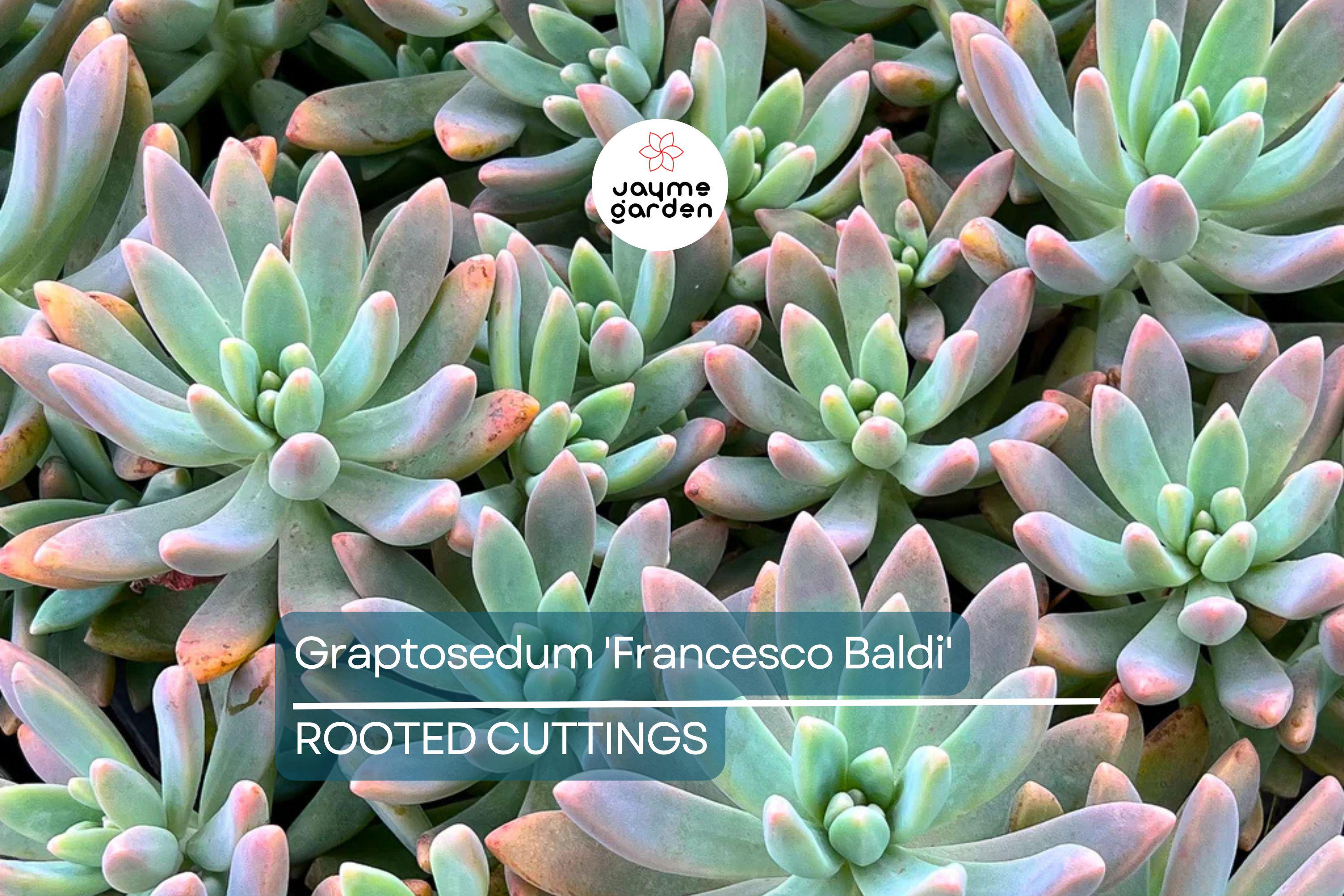 Live Succulent Graptosedum 'Francesco Baldi' | Rooted Plant in 2" Pot | Easy to Grow | Free Shipping