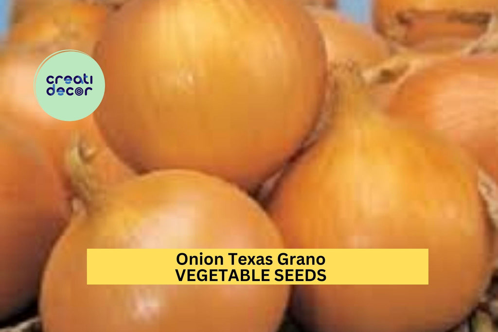 3pcs of 250mg Onion Texas Grano 502 Seeds – Sweet Yellow Onion Vegetable Seeds for Planting–Mild, Large Bulbs Home Garden Seeds for Planting