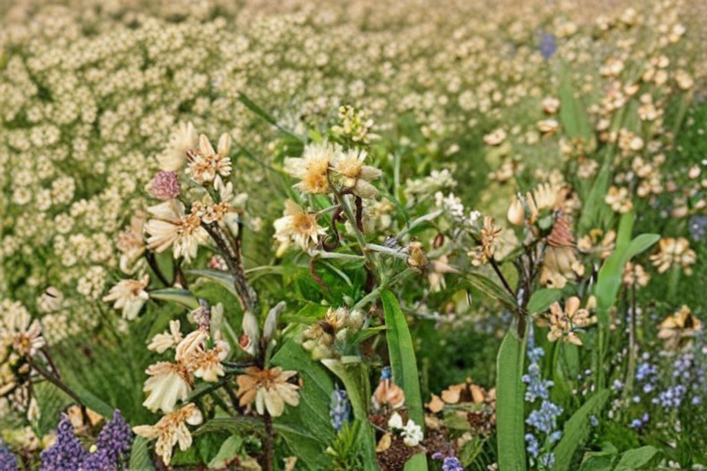 Sweet Everlasting – Flowering Plant 500 Seeds | Native Wildflower | Soft White Blooms | Dried Flower & Pollinator Favorite