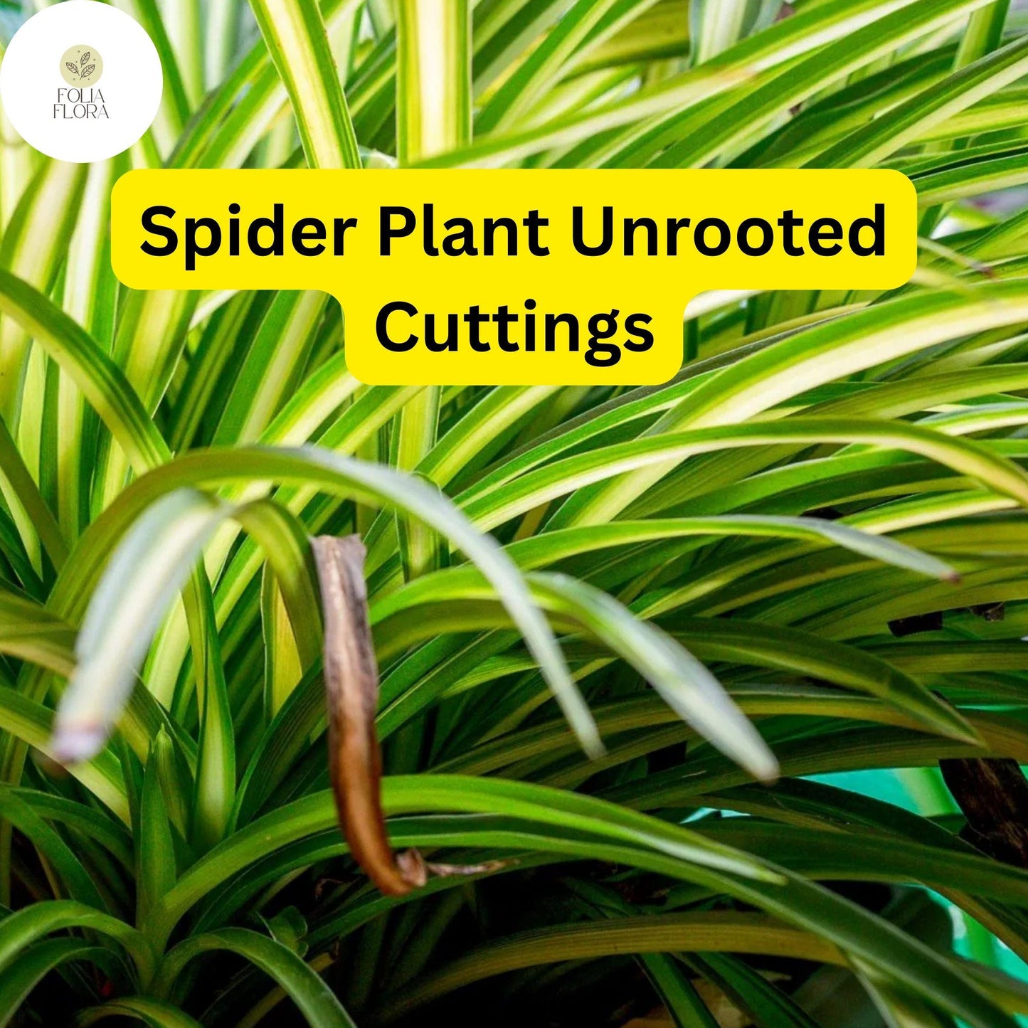 10 Spider Plants, Unrooted Cuttings, Chlorophytum comosum, Easy Care Indoor Air Purifier