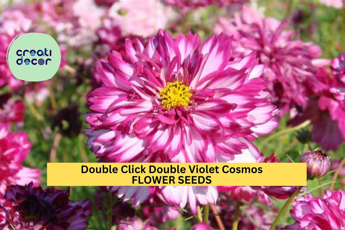 200+ Double Click Double Violet Cosmos Seeds – Frilly Purple Blooms for Garden Planting, Long-Stemmed Cut Flowers – USA