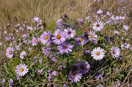 Symphyotrichum oolentangiense – Sky Blue Aster | 100 Seeds | Native Aster Wildflower | Pollinator Garden Plant