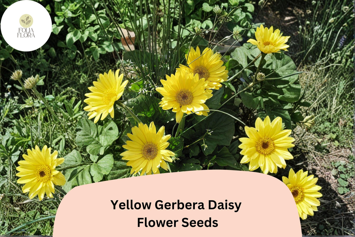 200+ Yellow Gerbera Daisy Seeds | Gerbera jamesonii | Bright Golden Blooms | Long-Lasting Cut Flower for Garden & Pots