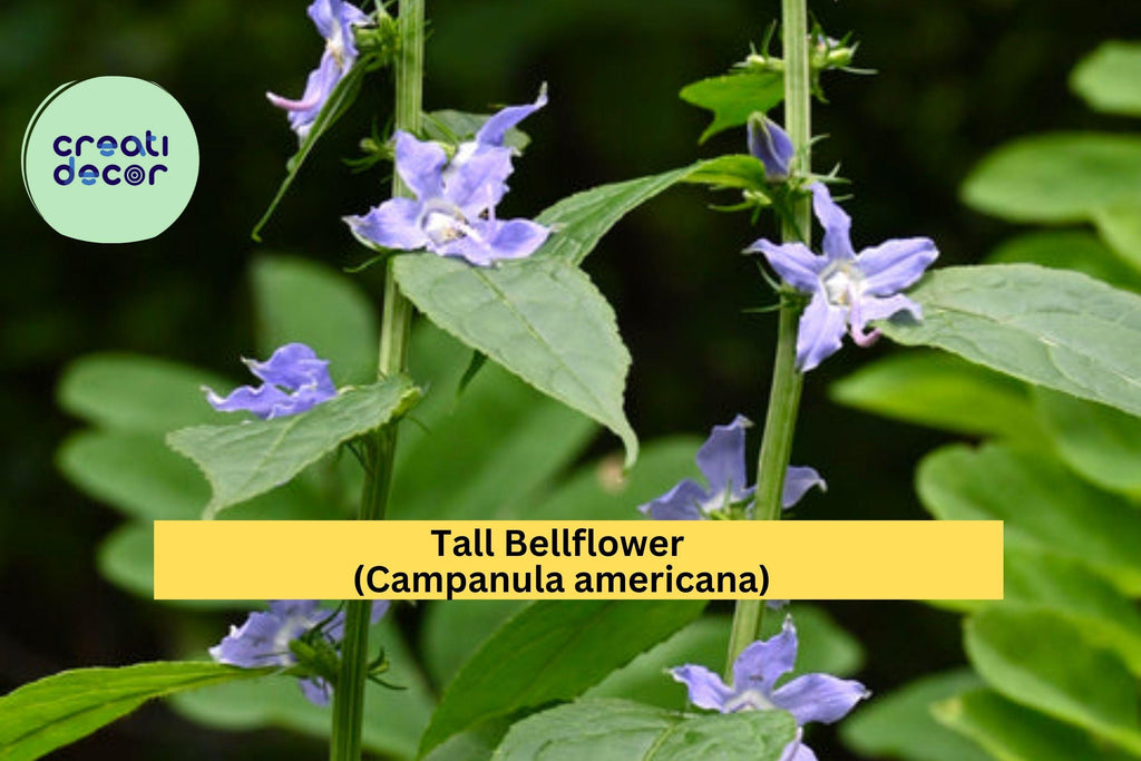Tall Bellflower Seeds (Campanula americana) – 500 Native Wildflower Seeds | Woodland Edge, Pollinator Garden, Blue Blooms | Zones 4–8