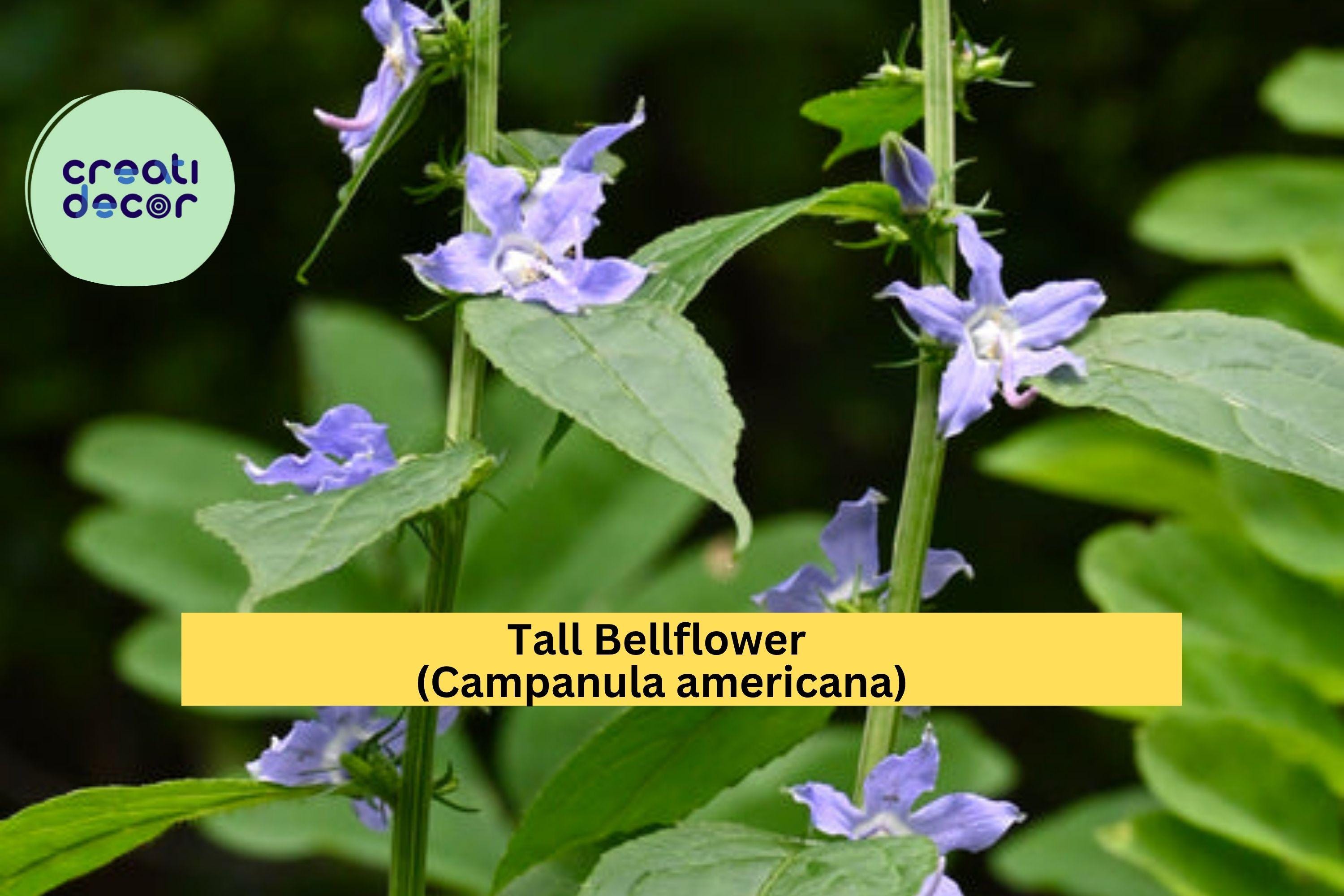 Tall Bellflower Seeds (Campanula americana) – 500 Native Wildflower Seeds | Woodland Edge, Pollinator Garden, Blue Blooms | Zones 4–8