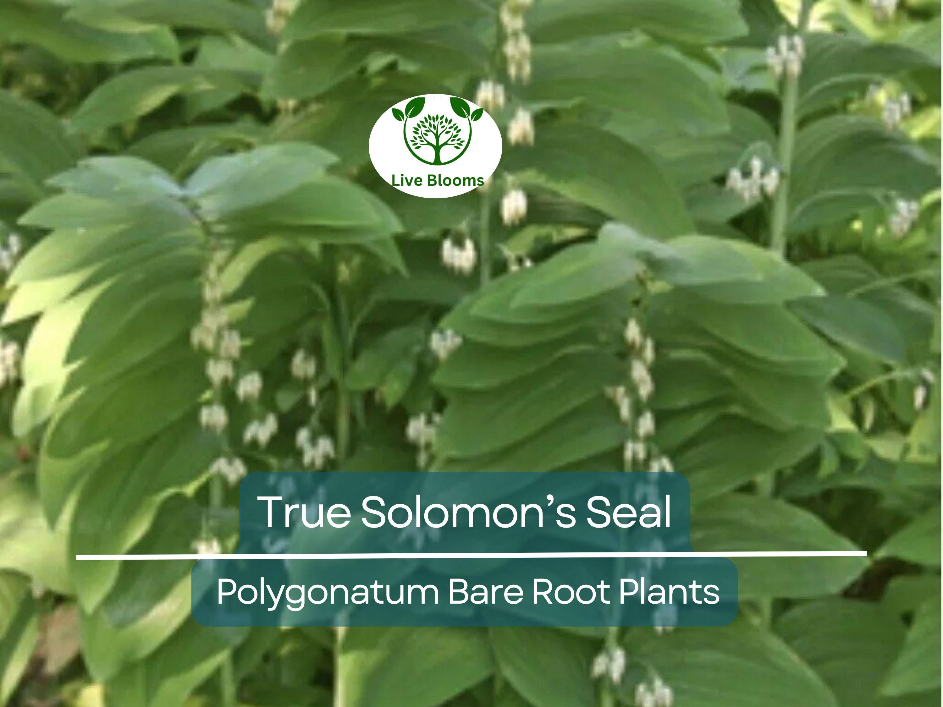 10 True Solomon’s Seal Plants - Bare Root Transplants - Polygonatum biflorum, Woodland Shade, Herb, Native Perennial