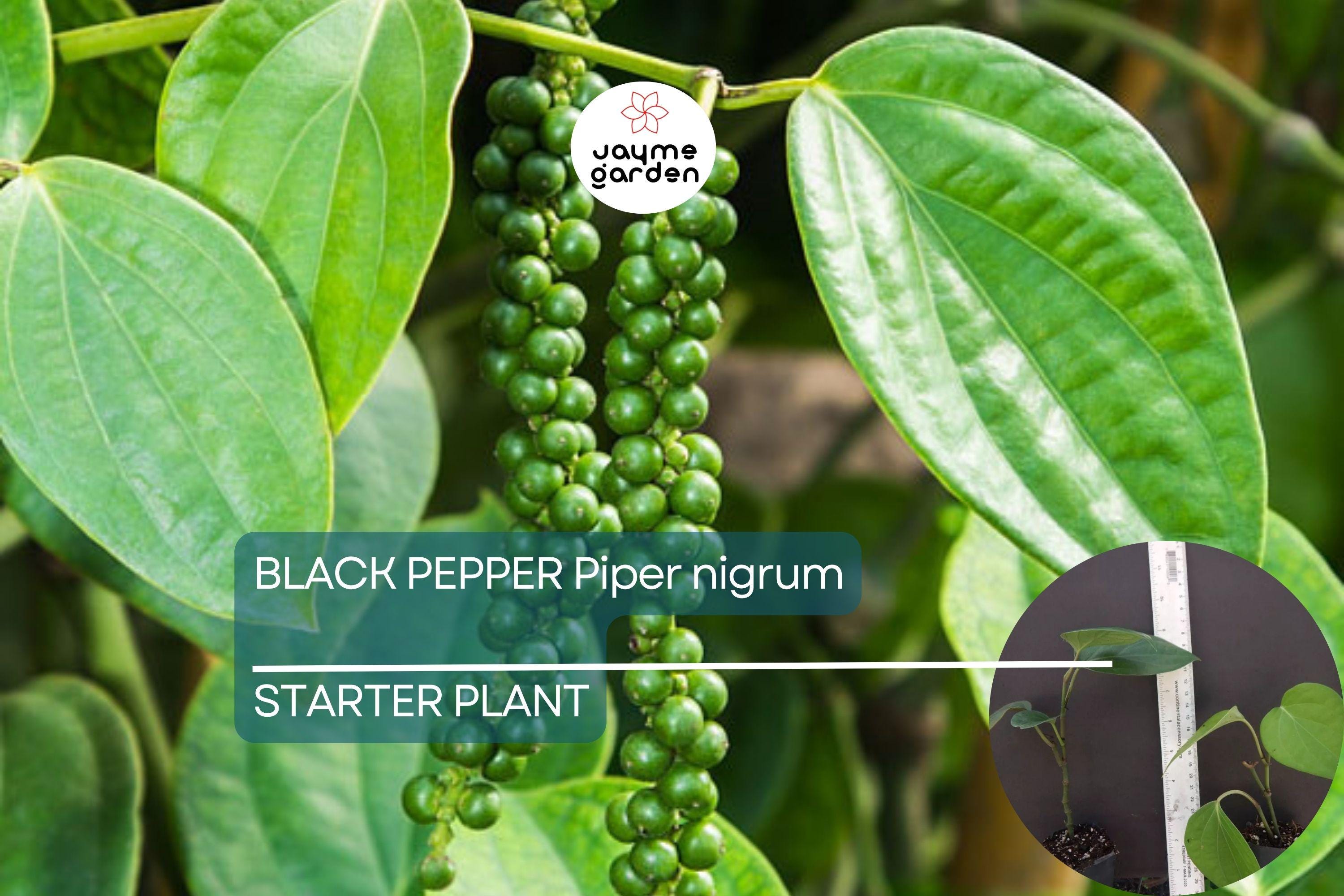 1 Black Pepper Plant | Piper nigrum | Live Starter Plant | USA Seller | Ideal for Indoor or Outdoor Growing | Spice Vine for Trellis
