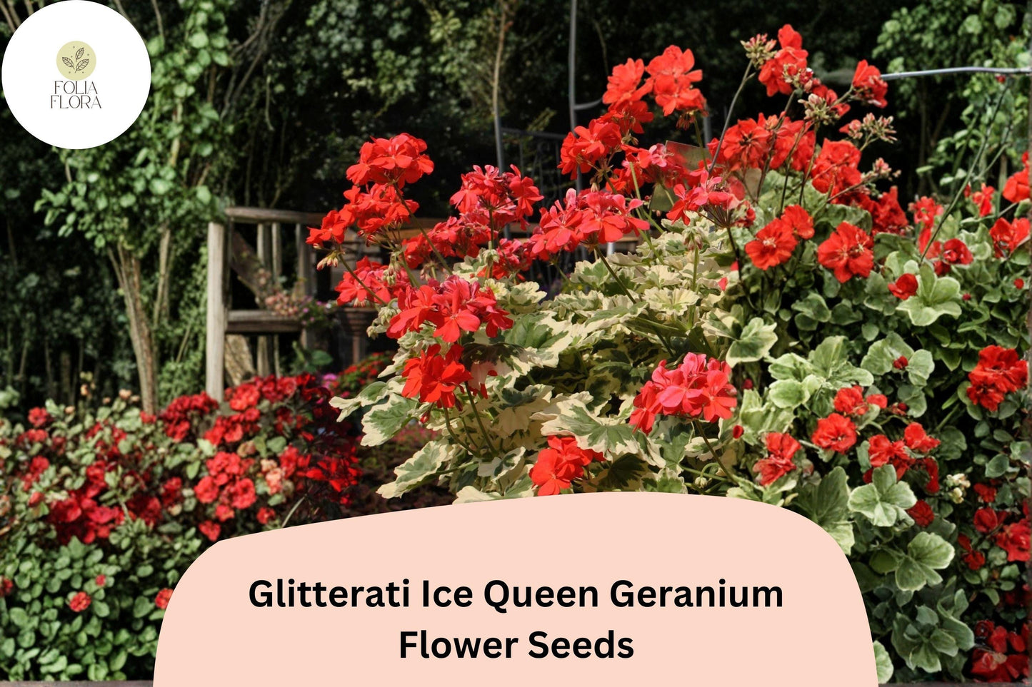 25+ Glitterati Ice Queen Geranium Seeds | Orange Ivy Leaf Pelargonium | Variegated Foliage Garden Flowers
