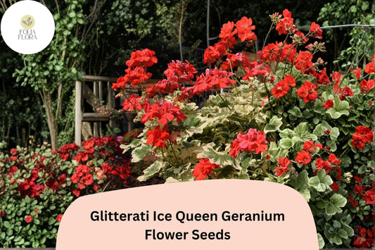 25+ Glitterati Ice Queen Geranium Seeds | Orange Ivy Leaf Pelargonium | Variegated Foliage Garden Flowers