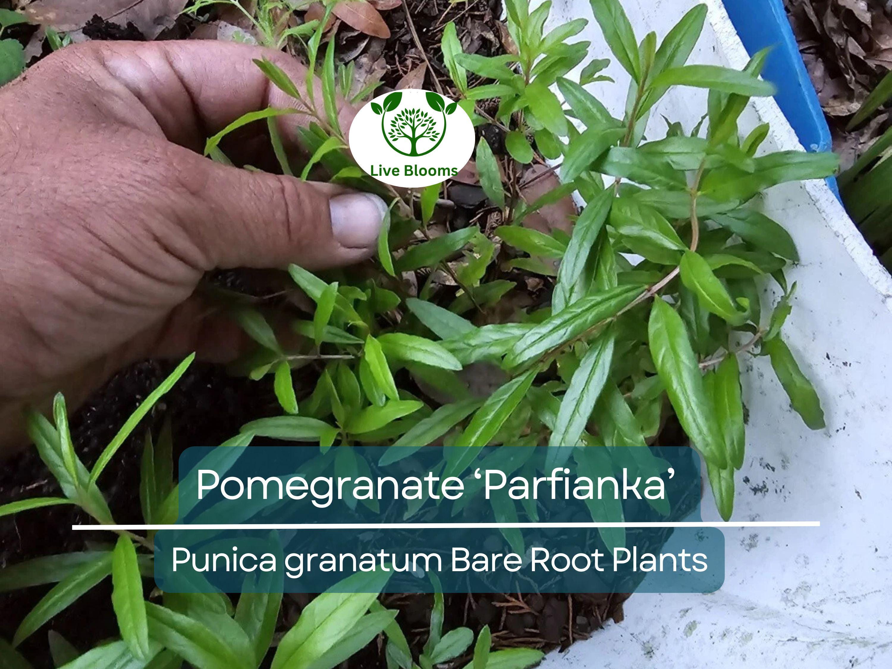 1 Parfianka Pomegranate Tree – Live Bare Root Plant (7") – Sweet-Tart Fruit Variety – Cold Hardy & Productive – Zones 7–10