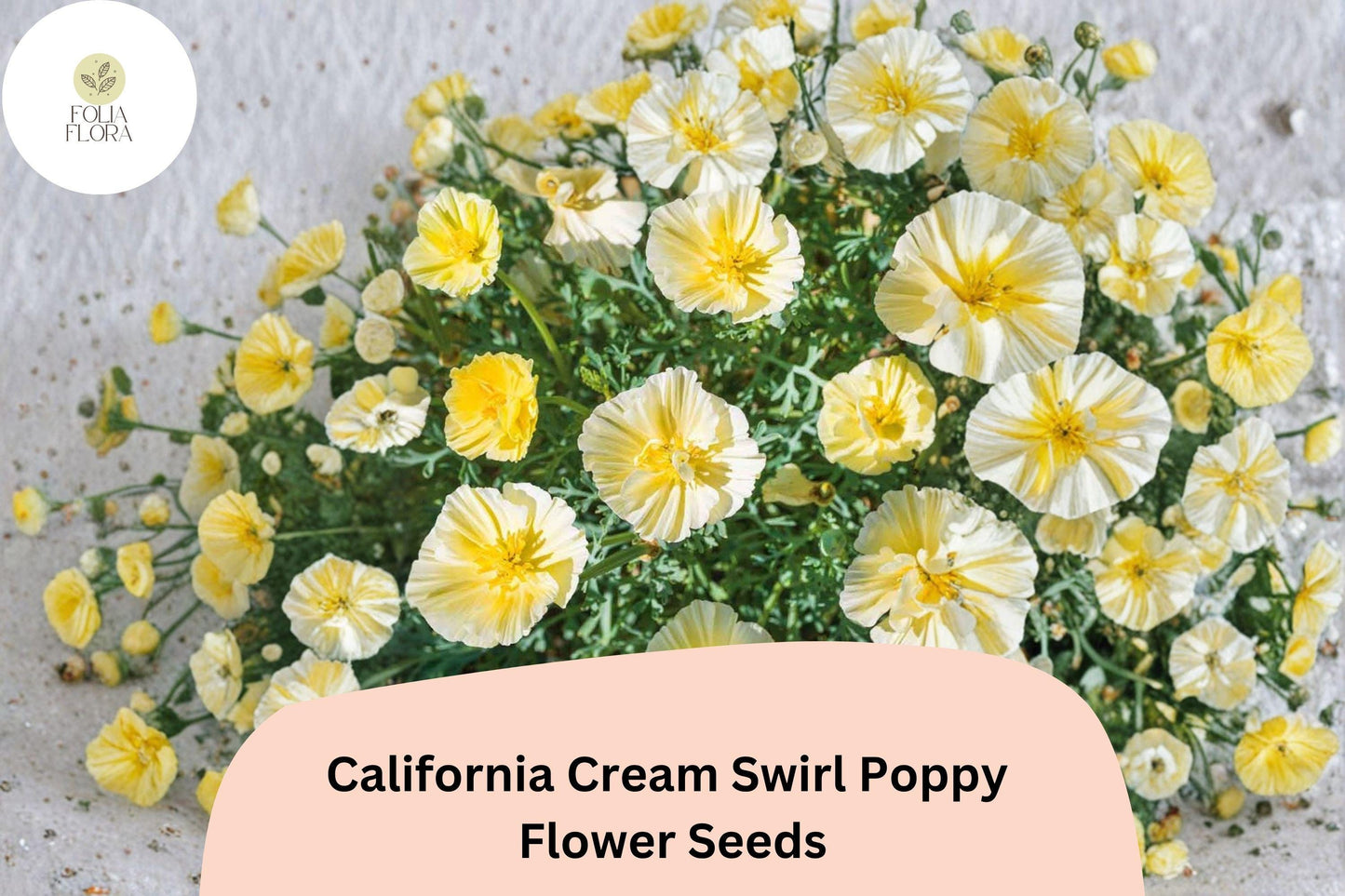 200+ California Cream Swirl Poppy Seeds | Eschscholzia californica | Creamy White & Yellow Blooms | Easy Wildflower Seeds