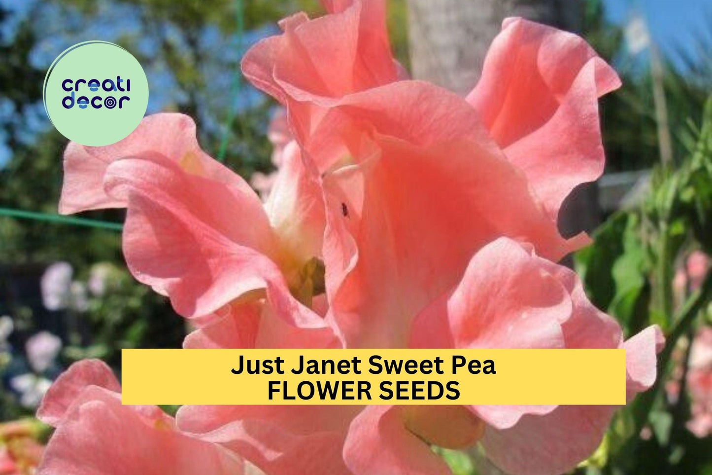 50+ Just Janet Sweet Pea Seeds – Soft Peach-Pink Fragrant Blooms for Garden Planting, Climbing Vines for Trellises – USA