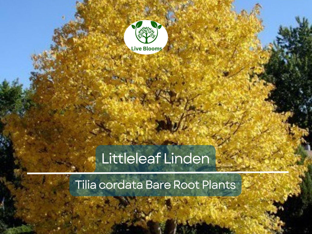 1 Littleleaf Linden Tree – Live Bare Root Plant – Tilia cordata – Shade Tree with Fragrant Blooms – Pollinator-Friendly