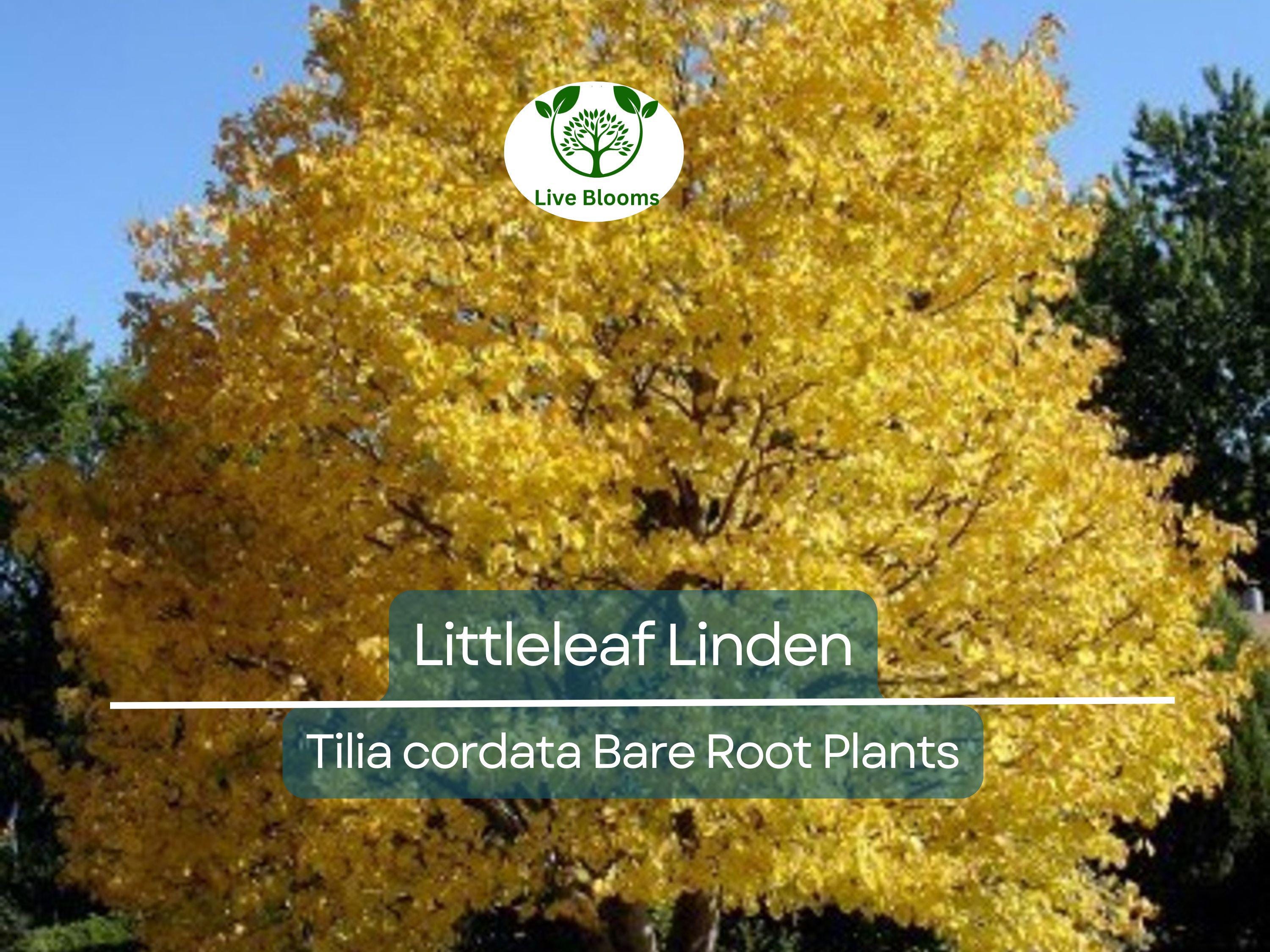 1 Littleleaf Linden Tree – Live Bare Root Plant – Tilia cordata – Shade Tree with Fragrant Blooms – Pollinator-Friendly