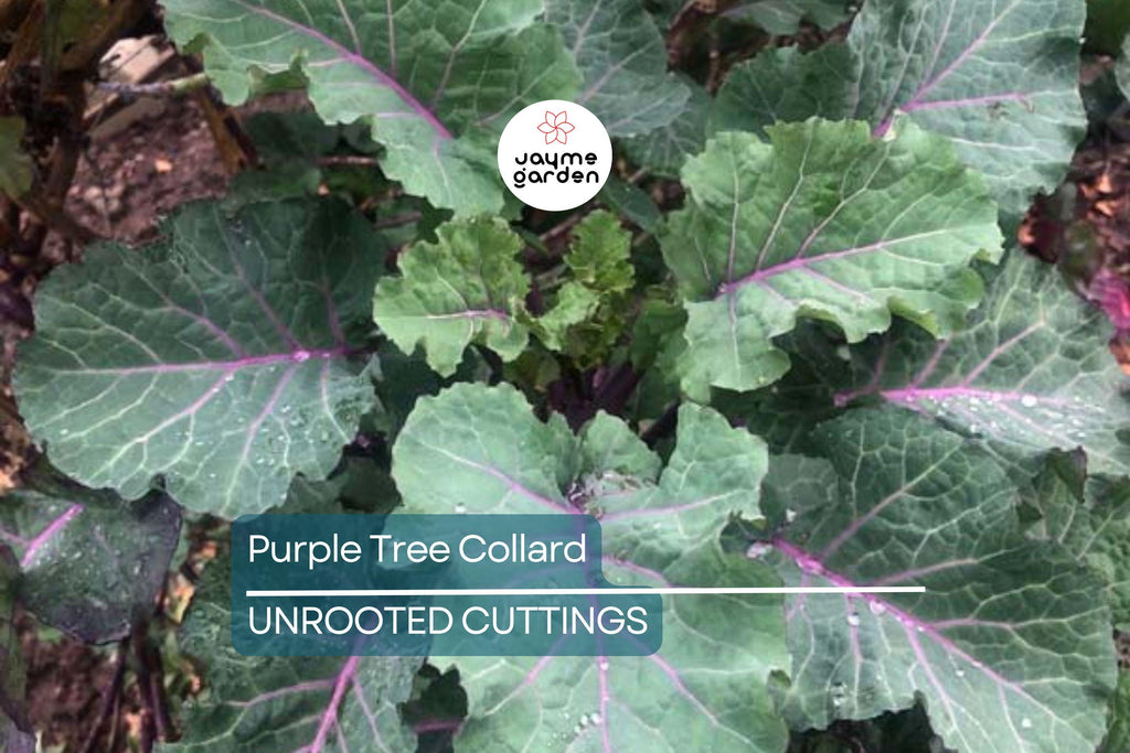 Purple Tree Collard Cuttings (2) – Organic Kale Cutting for Easy Growing, Pesticide-Free