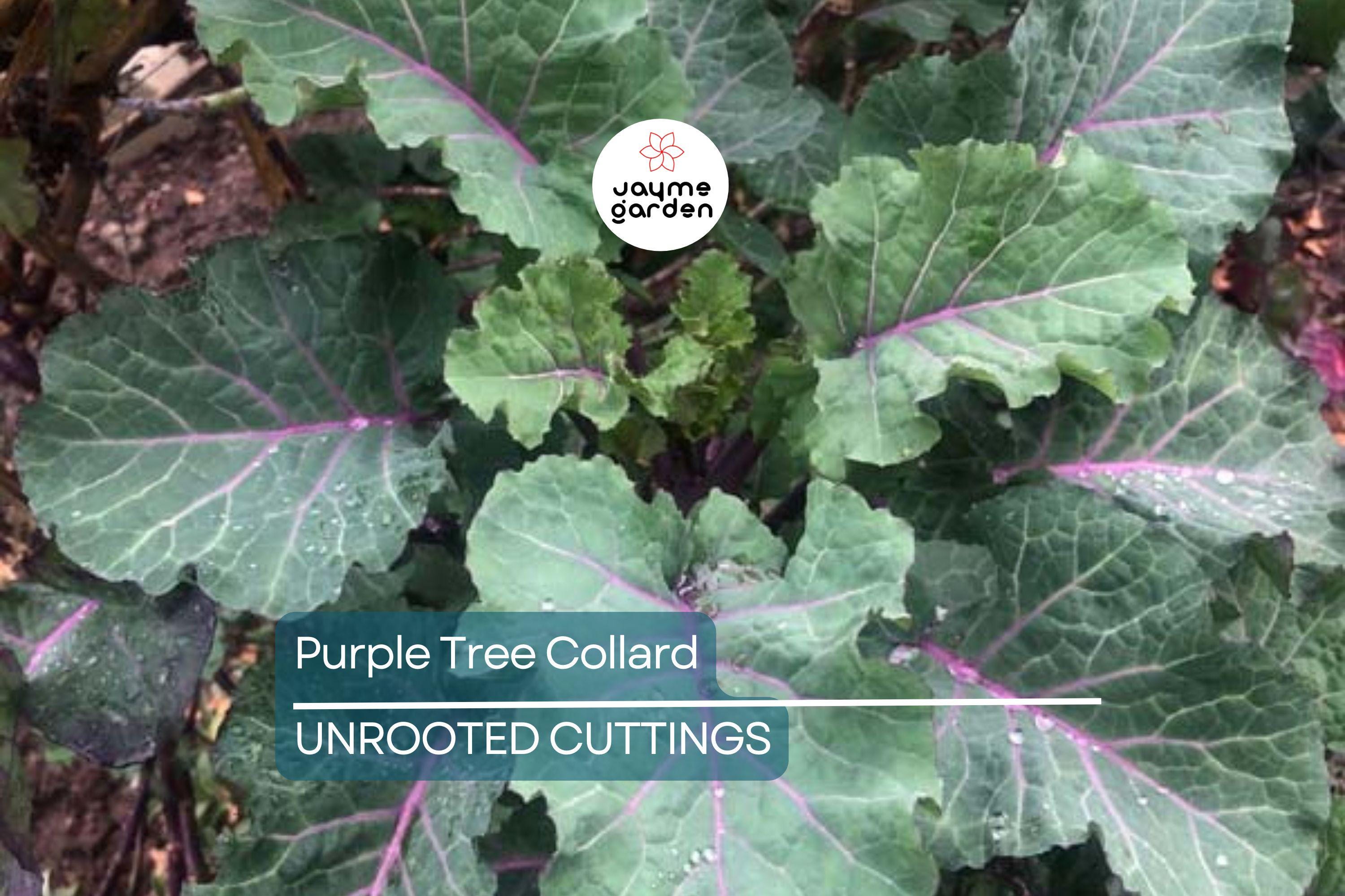 Purple Tree Collard Cuttings (2) – Organic Kale Cutting for Easy Growing, Pesticide-Free